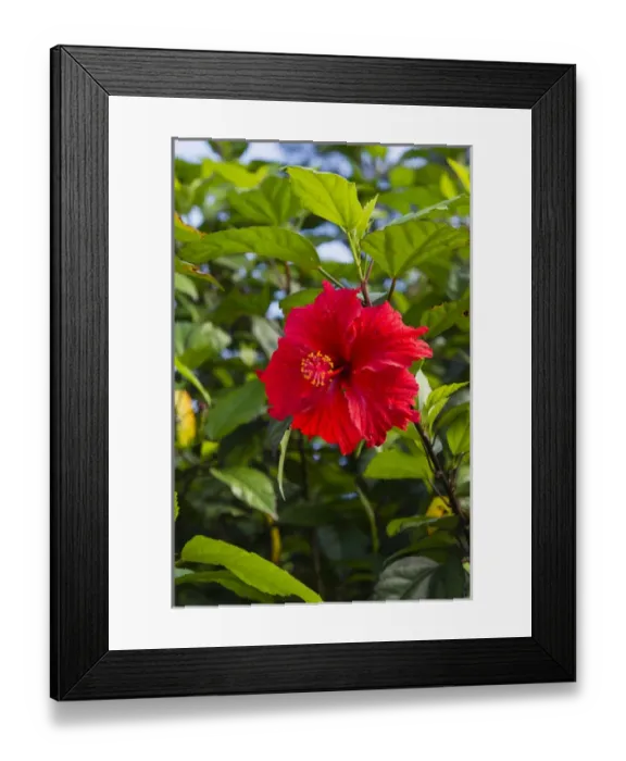 Framed Print : Cuba. Artemisa. Las Terrazas. UNESCO Biosphere Preserve and eco-community in the Rosario mountains