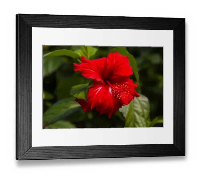 Framed Print : Cuba. Artemisa. Las Terrazas. UNESCO Biosphere Preserve and eco-community in the Rosario mountains Framed Print : Cuba. Artemisa. Las Terrazas. UNESCO Biosphere Preserve and eco-community in the Rosario mountains