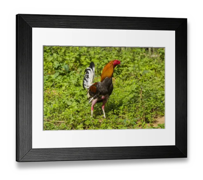 Framed Print : Cuba. Pinar del Rio. Vinales. Rooster Framed Print : Cuba. Pinar del Rio. Vinales. Rooster