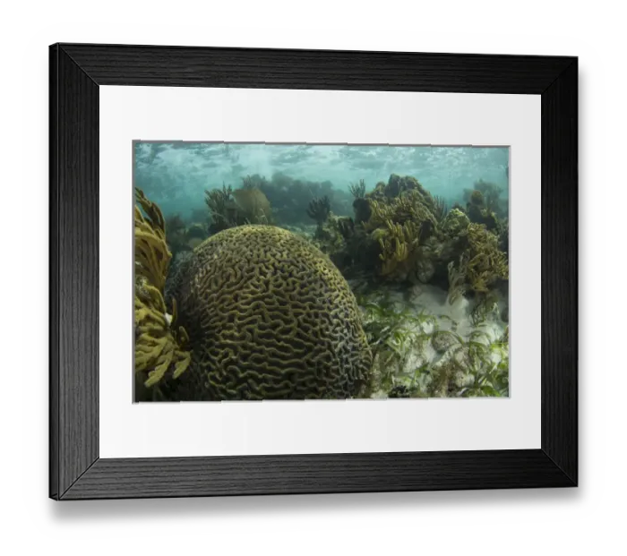 Framed Print : A brain coral is seen as part of a coral outgrowth in shallow blue water off the Isle of Youth
