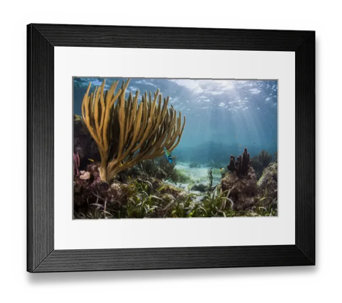 Framed Print : Sunlight illuminates the soft and hard corals and blue and clear waters of a shallow Framed Print : Sunlight illuminates the soft and hard corals and blue and clear waters of a shallow