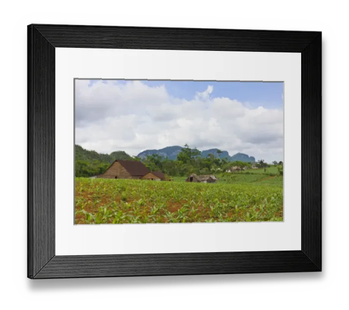 Framed Print : Limestone hill, farming land and tobacco drying house in Vinales valley, UNESCO World Heritage site Framed Print : Limestone hill, farming land and tobacco drying house in Vinales valley, UNESCO World Heritage site