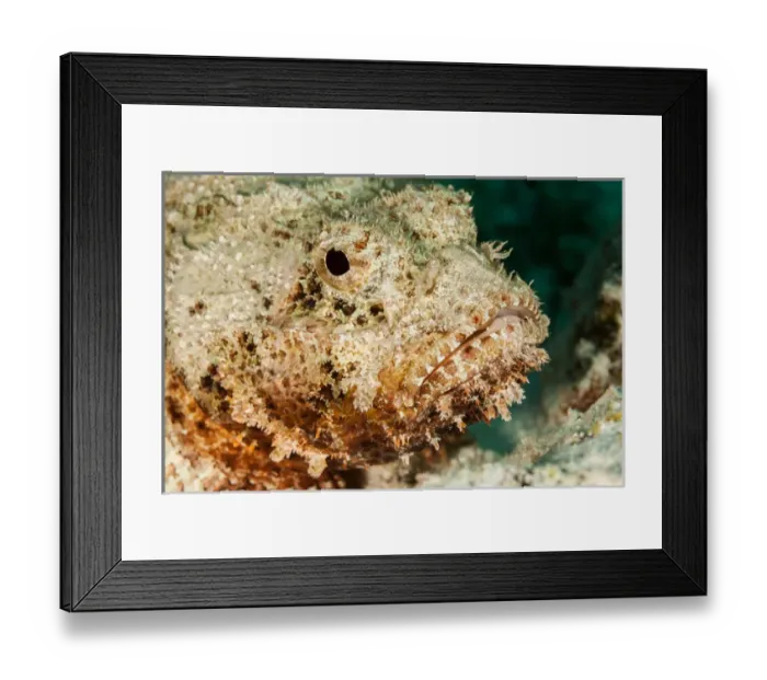 Framed Print : Scorpionfish portait, Boniare, N. A
