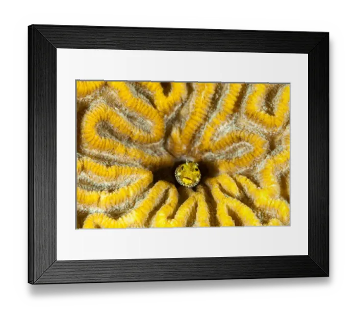 Framed Print : Blenny living in brain coral, Bonaire, N. A