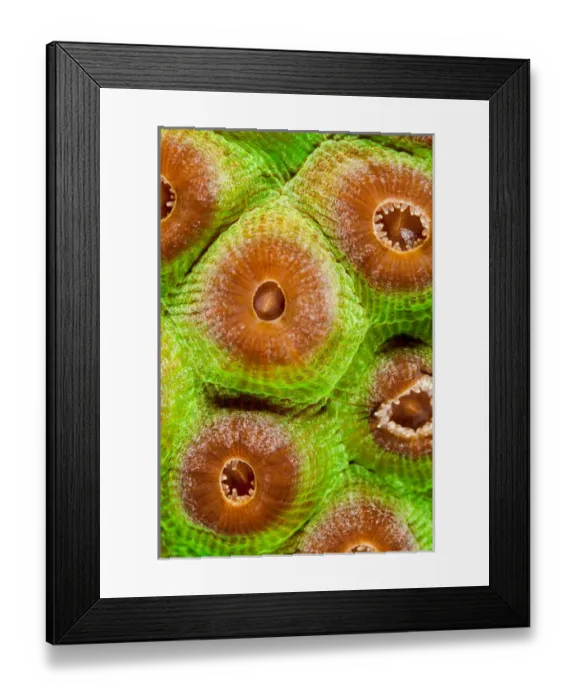 Framed Print : Macro photo of coral polyps off Bonaire, N. A Framed Print : Macro photo of coral polyps off Bonaire, N. A