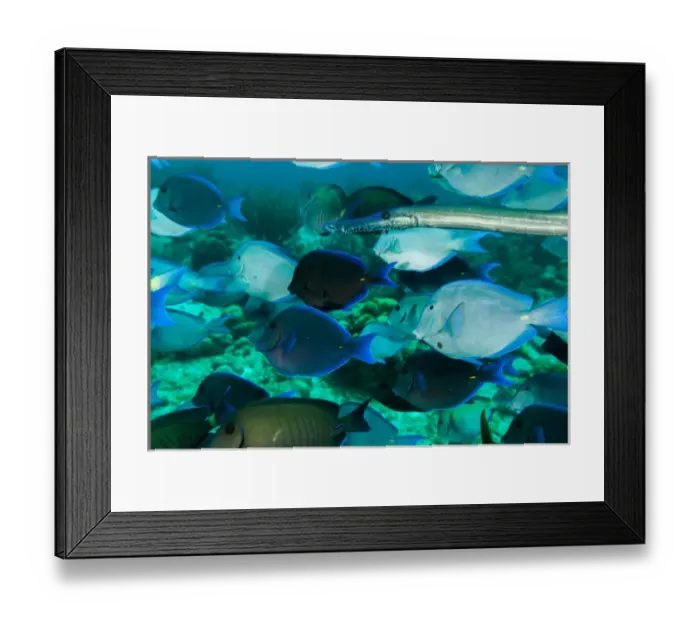 Framed Print : Single trumpetfish swimming among a school of blue and purple tangs off of Bonaire, N. A Framed Print : Single trumpetfish swimming among a school of blue and purple tangs off of Bonaire, N. A