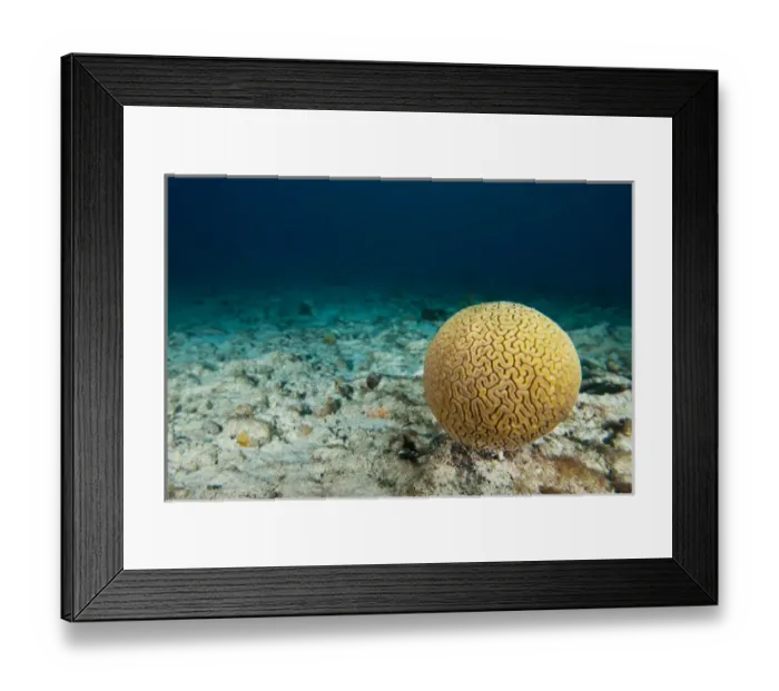 Framed Print : Single head of brain coral on the sea bottom off of Bonaire, N. A Framed Print : Single head of brain coral on the sea bottom off of Bonaire, N. A