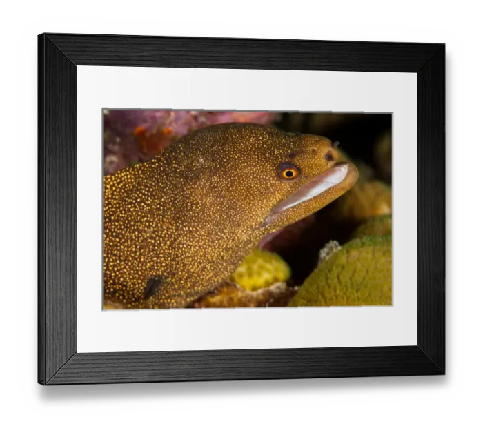 Framed Print : Night dive photograph of Goldentail Eel off Bonaire Framed Print : Night dive photograph of Goldentail Eel off Bonaire