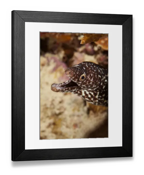 Framed Print : Spotted Moral Eel off Bonaire, N. A