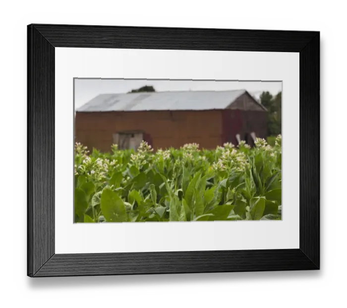 Framed Print : Cuba, Pinar del Rio Province, San Luis, Cuban tobacco plantation Framed Print : Cuba, Pinar del Rio Province, San Luis, Cuban tobacco plantation