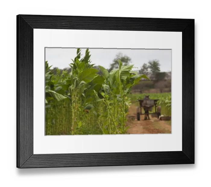 Framed Print : Cuba, Pinar del Rio Province, San Luis, Cuban tobacco plantation Framed Print : Cuba, Pinar del Rio Province, San Luis, Cuban tobacco plantation