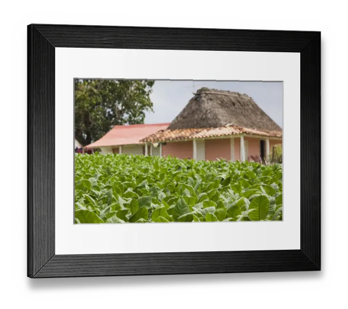 Framed Print : Cuba, Pinar del Rio Province, Vinales, small tobacco plantation