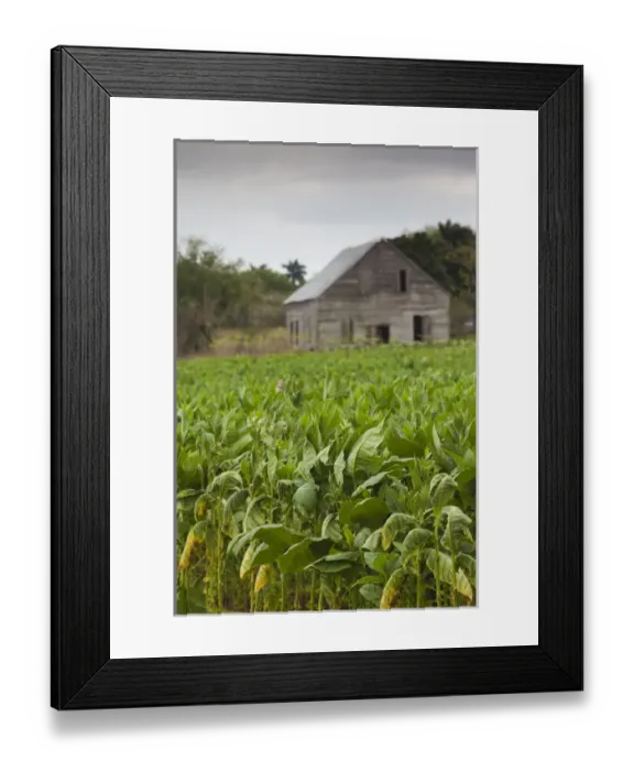 Framed Print : Cuba, Pinar del Rio Province, San Luis, Cuban tobacco plantation Framed Print : Cuba, Pinar del Rio Province, San Luis, Cuban tobacco plantation