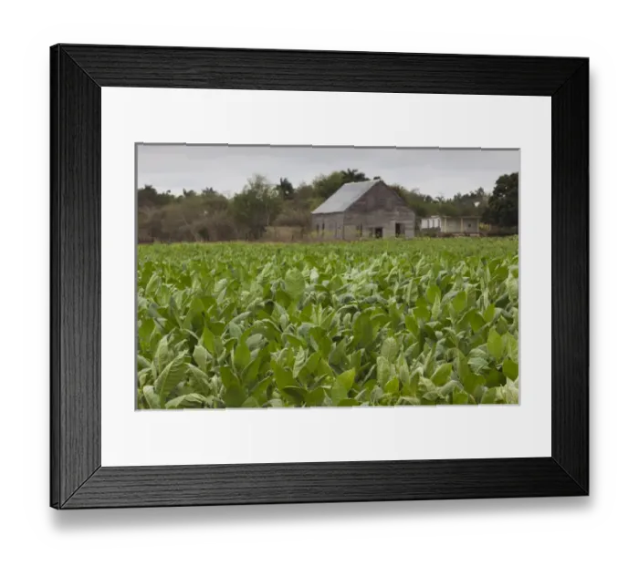 Framed Print : Cuba, Pinar del Rio Province, San Luis, Cuban tobacco plantation Framed Print : Cuba, Pinar del Rio Province, San Luis, Cuban tobacco plantation