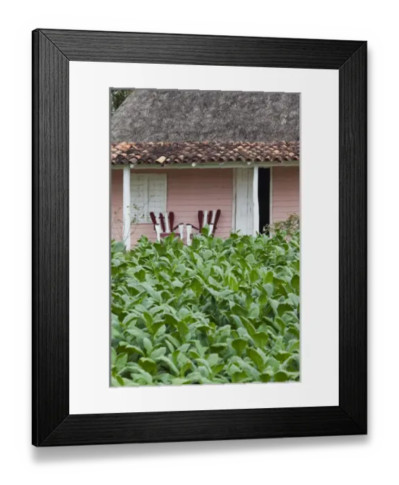 Framed Print : Cuba, Pinar del Rio Province, Vinales, small tobacco plantation Framed Print : Cuba, Pinar del Rio Province, Vinales, small tobacco plantation