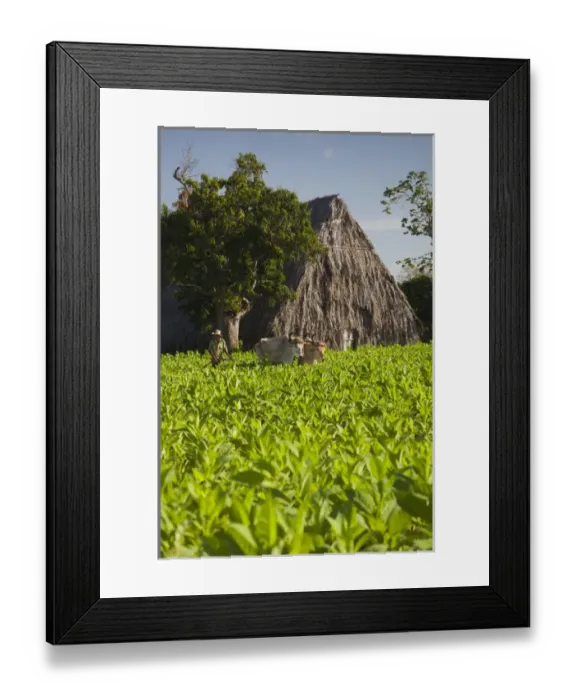 Framed Print : Cuba, Pinar del Rio Province, Vinales, Vinales Valley, tobacco plantation, morning