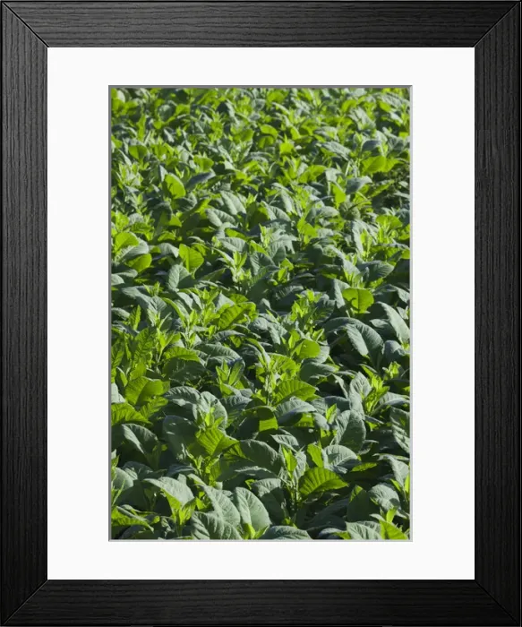 Framed Print : Cuba, Pinar del Rio Province, Vinales, Vinales Valley, tobacco plantation, morning Framed Print : Cuba, Pinar del Rio Province, Vinales, Vinales Valley, tobacco plantation, morning
