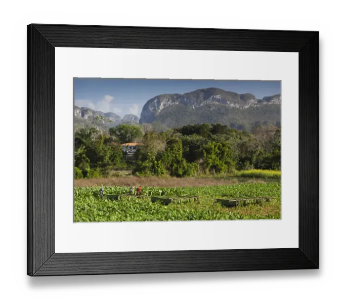 Framed Print : Cuba, Pinar del Rio Province, Vinales, Vinales Valley, tobacco plantation, morning
