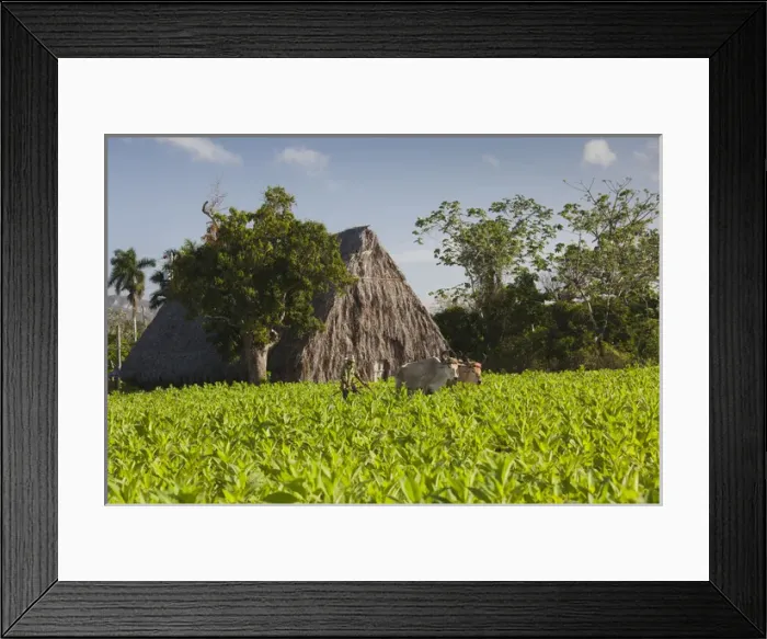 Framed Print : Cuba, Pinar del Rio Province, Vinales, Vinales Valley, tobacco plantation, morning Framed Print : Cuba, Pinar del Rio Province, Vinales, Vinales Valley, tobacco plantation, morning