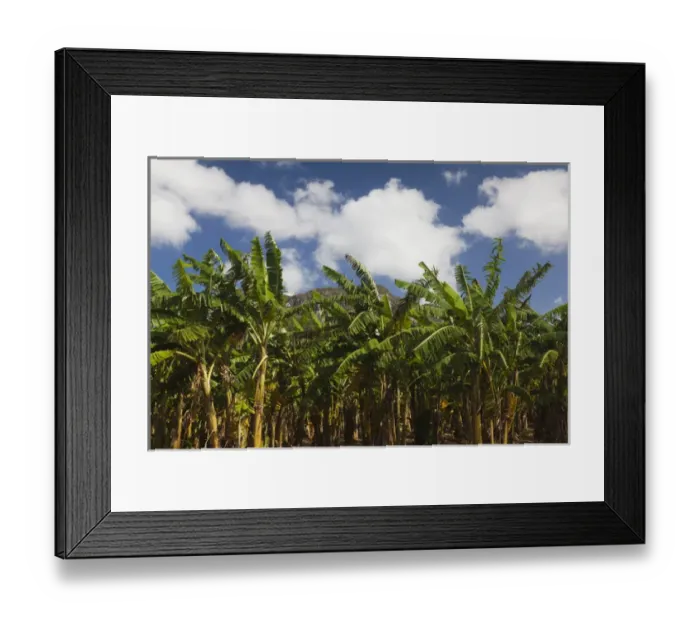Framed Print : Cuba, Pinar del Rio Province, Vinales, Vinales Valley, palm plantation Framed Print : Cuba, Pinar del Rio Province, Vinales, Vinales Valley, palm plantation