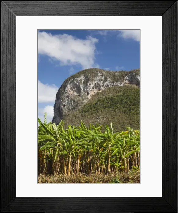 Framed Print : Cuba, Pinar del Rio Province, Vinales, Vinales Valley, palm plantation Framed Print : Cuba, Pinar del Rio Province, Vinales, Vinales Valley, palm plantation