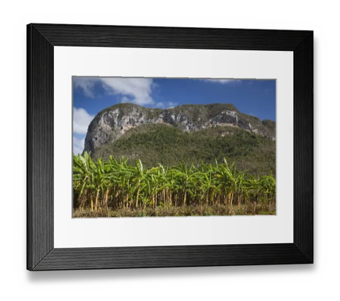 Framed Print : Cuba, Pinar del Rio Province, Vinales, Vinales Valley, palm plantation Framed Print : Cuba, Pinar del Rio Province, Vinales, Vinales Valley, palm plantation
