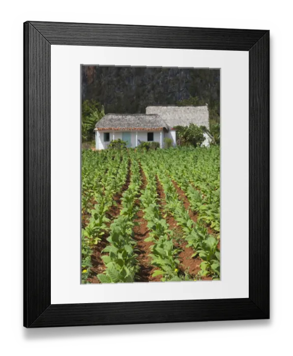 Framed Print : Cuba, Pinar del Rio Province, Vinales, Vinales Valley, tobacco plantation Framed Print : Cuba, Pinar del Rio Province, Vinales, Vinales Valley, tobacco plantation