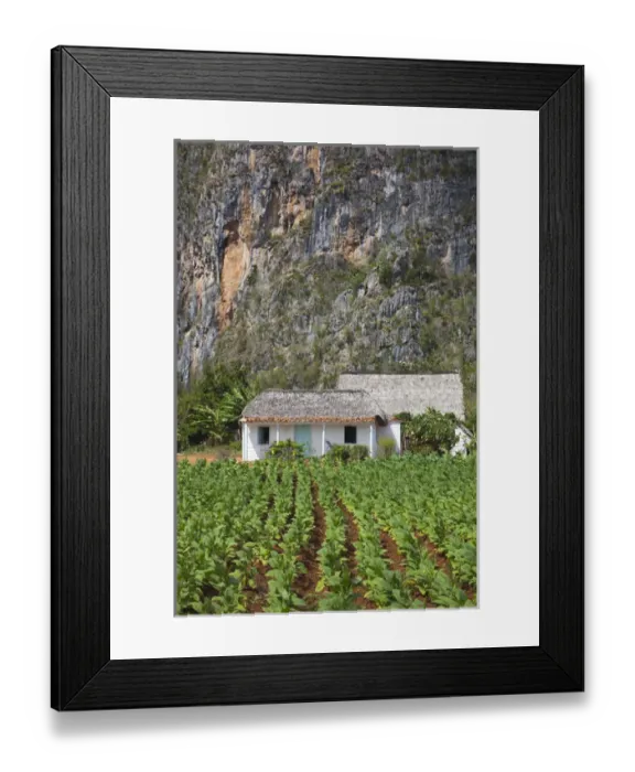 Framed Print : Cuba, Pinar del Rio Province, Vinales, Vinales Valley, tobacco plantation Framed Print : Cuba, Pinar del Rio Province, Vinales, Vinales Valley, tobacco plantation