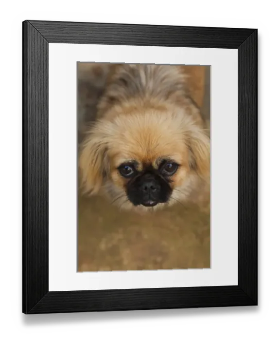 Framed Print : Cuba, Pinar del Rio Province, Vinales, Vinales Valley, El Jardin de Caridad, tropical garden Framed Print : Cuba, Pinar del Rio Province, Vinales, Vinales Valley, El Jardin de Caridad, tropical garden