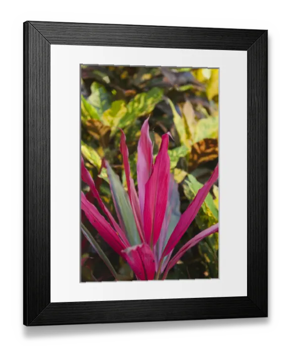 Framed Print : Cuba, Pinar del Rio Province, Vinales, Vinales Valley, El Jardin de Caridad, tropical garden Framed Print : Cuba, Pinar del Rio Province, Vinales, Vinales Valley, El Jardin de Caridad, tropical garden