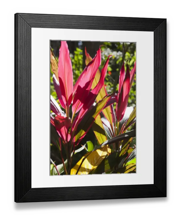 Framed Print : Cuba, Pinar del Rio Province, Vinales, Vinales Valley, El Jardin de Caridad, tropical garden Framed Print : Cuba, Pinar del Rio Province, Vinales, Vinales Valley, El Jardin de Caridad, tropical garden