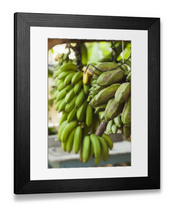 Framed Print : Cuba, Pinar del Rio Province, Vinales, Vinales Valley, El Jardin de Caridad, tropical garden Framed Print : Cuba, Pinar del Rio Province, Vinales, Vinales Valley, El Jardin de Caridad, tropical garden