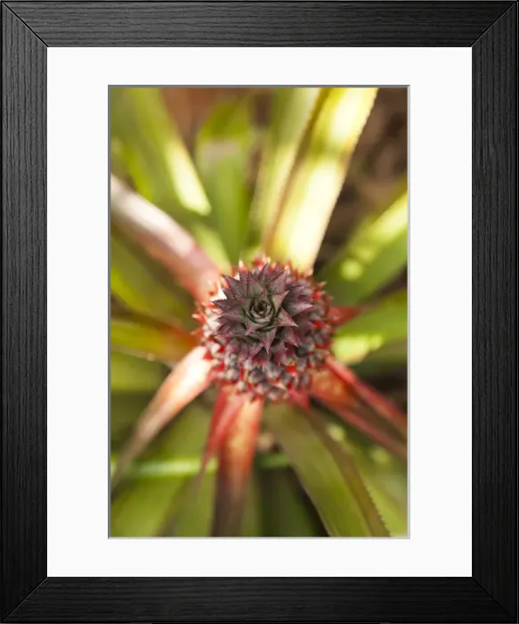 Framed Print : Cuba, Pinar del Rio Province, Vinales, Vinales Valley, El Jardin de Caridad, tropical garden