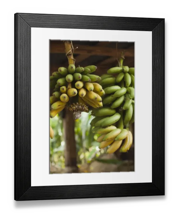 Framed Print : Cuba, Pinar del Rio Province, Vinales, Vinales Valley, El Jardin de Caridad, tropical garden Framed Print : Cuba, Pinar del Rio Province, Vinales, Vinales Valley, El Jardin de Caridad, tropical garden