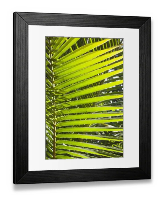 Framed Print : Cuba, Pinar del Rio Province, Vinales, Vinales Valley, El Jardin de Caridad, tropical garden Framed Print : Cuba, Pinar del Rio Province, Vinales, Vinales Valley, El Jardin de Caridad, tropical garden