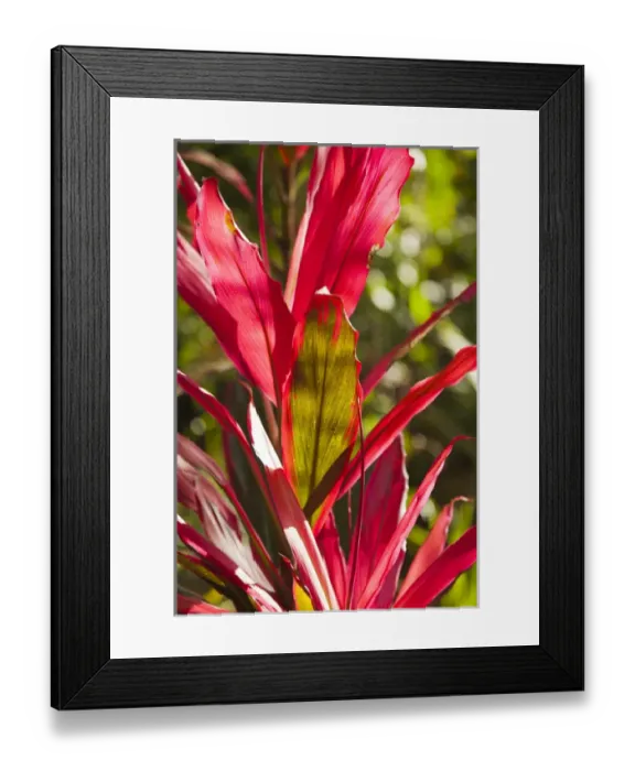 Framed Print : Cuba, Pinar del Rio Province, Vinales, Vinales Valley, El Jardin de Caridad, tropical garden