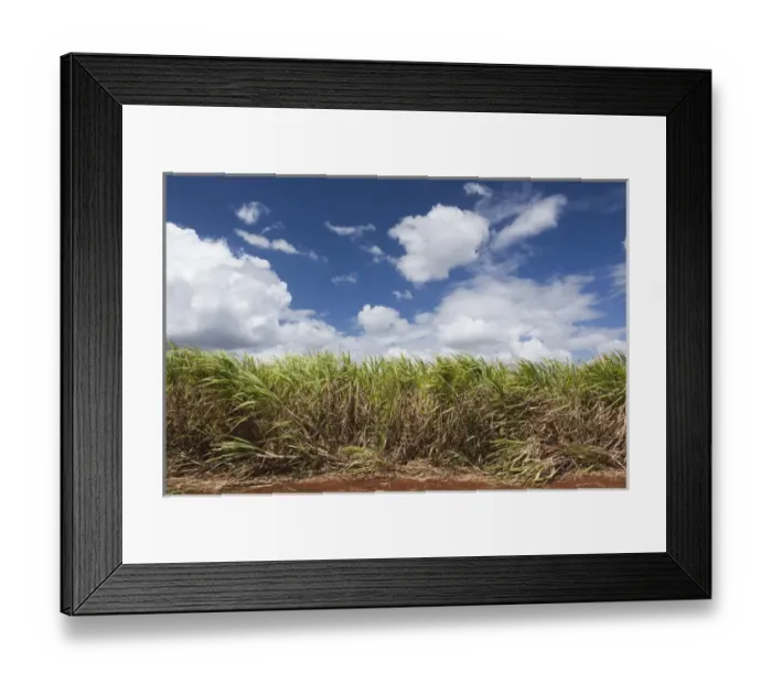 Framed Print : Cuba, Matanzas Province, Jaguey Grande, sugar cane field Framed Print : Cuba, Matanzas Province, Jaguey Grande, sugar cane field