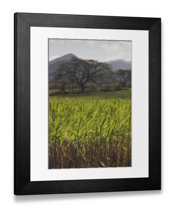 Framed Print : Cuba, Cienfuegos Province, San Francisco, landscape on the Cienfuegos-Trinidad coast road Framed Print : Cuba, Cienfuegos Province, San Francisco, landscape on the Cienfuegos-Trinidad coast road