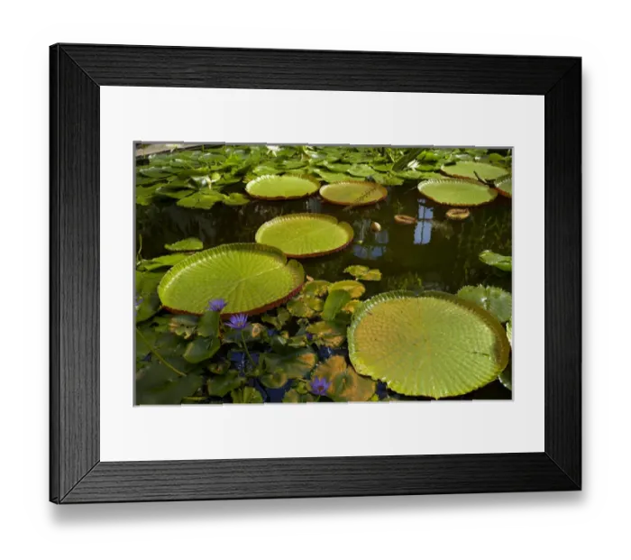 Framed Print : Giant water lilies, Wintergardens, Auckland Domain, Auckland, North Island, New Zealand Framed Print : Giant water lilies, Wintergardens, Auckland Domain, Auckland, North Island, New Zealand