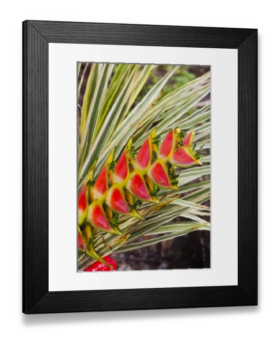 Framed Print : Dominica, Roseau, tropical vegetation, heliconia, heliconiaceae