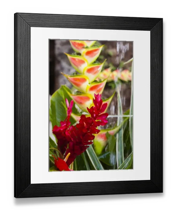 Framed Print : Dominica, Roseau, tropical vegetation, heliconia, heliconiaceae, and red ginger Framed Print : Dominica, Roseau, tropical vegetation, heliconia, heliconiaceae, and red ginger