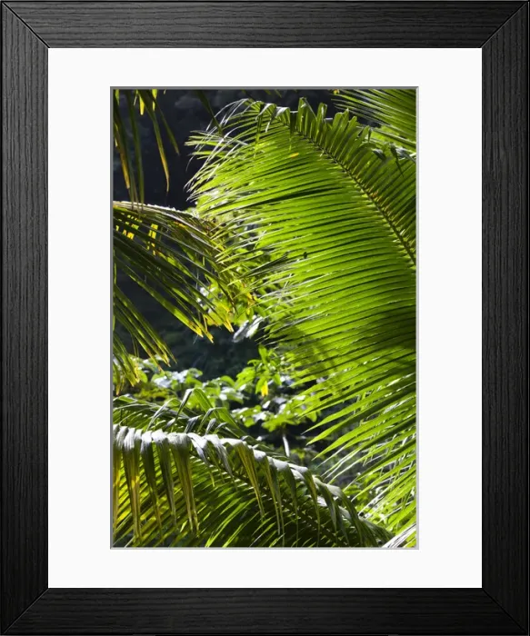 Framed Print : Dominica, Roseau, Roseau Valley, tropical vegetation, rain forest Framed Print : Dominica, Roseau, Roseau Valley, tropical vegetation, rain forest