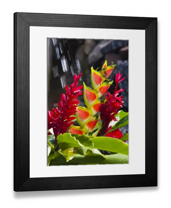 Framed Print : Dominica, Roseau, tropical vegetation, heliconia, heliconiaceae, and red ginger