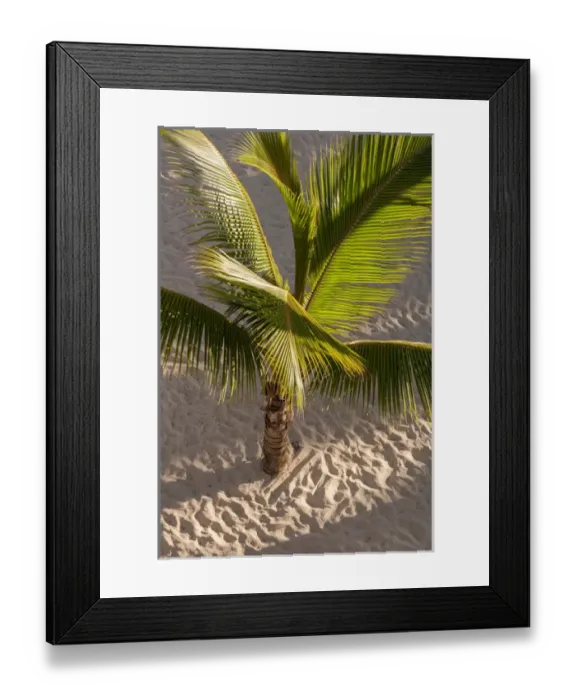 Framed Print : Dominican Republic, Punta Cana, Higuey, Bavaro, Bavaro Beach, palm tree Framed Print : Dominican Republic, Punta Cana, Higuey, Bavaro, Bavaro Beach, palm tree