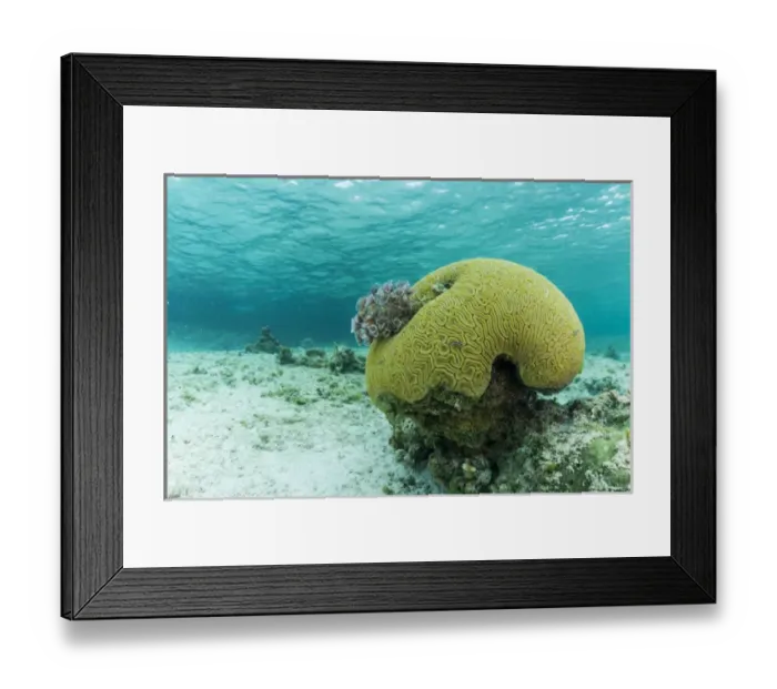 Framed Print : Underwater photograph of a small brain coral near Staniel Cay, Exuma, Bahamas