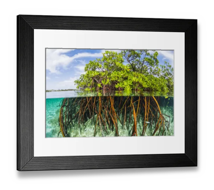 Framed Print : Above water and below water view of mangrove with juvenile snappper and jack Framed Print : Above water and below water view of mangrove with juvenile snappper and jack