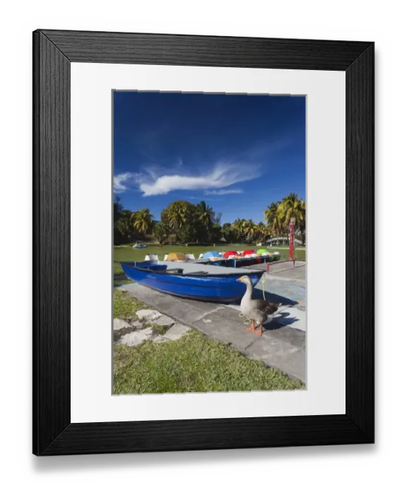 Framed Print : Cuba, Matanzas Province, Varadero, Parque Josone park Framed Print : Cuba, Matanzas Province, Varadero, Parque Josone park