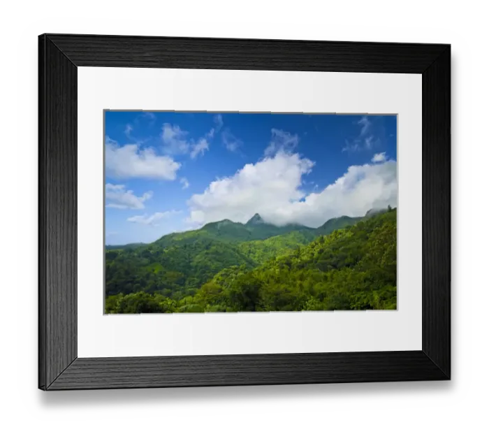 Framed Print : Puerto Rico, Luquillo, El Yunque National Forest, Tropical Rainforest Framed Print : Puerto Rico, Luquillo, El Yunque National Forest, Tropical Rainforest