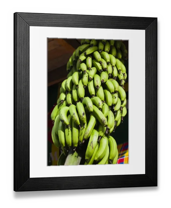 Framed Print : Dominica, Roseau, tropical vegetation, bananas Framed Print : Dominica, Roseau, tropical vegetation, bananas