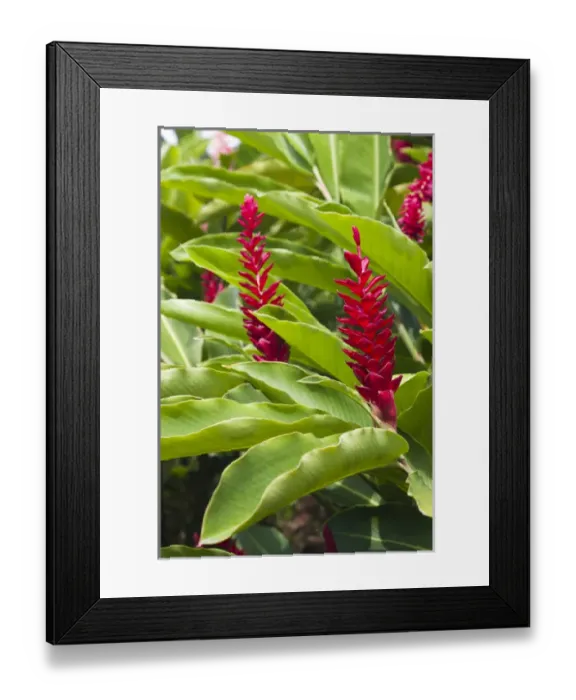 Framed Print : Dominica, Salybia, red ginger flower, alpinia purpurata Framed Print : Dominica, Salybia, red ginger flower, alpinia purpurata